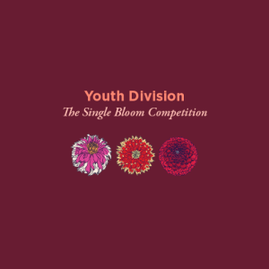 Youth Division